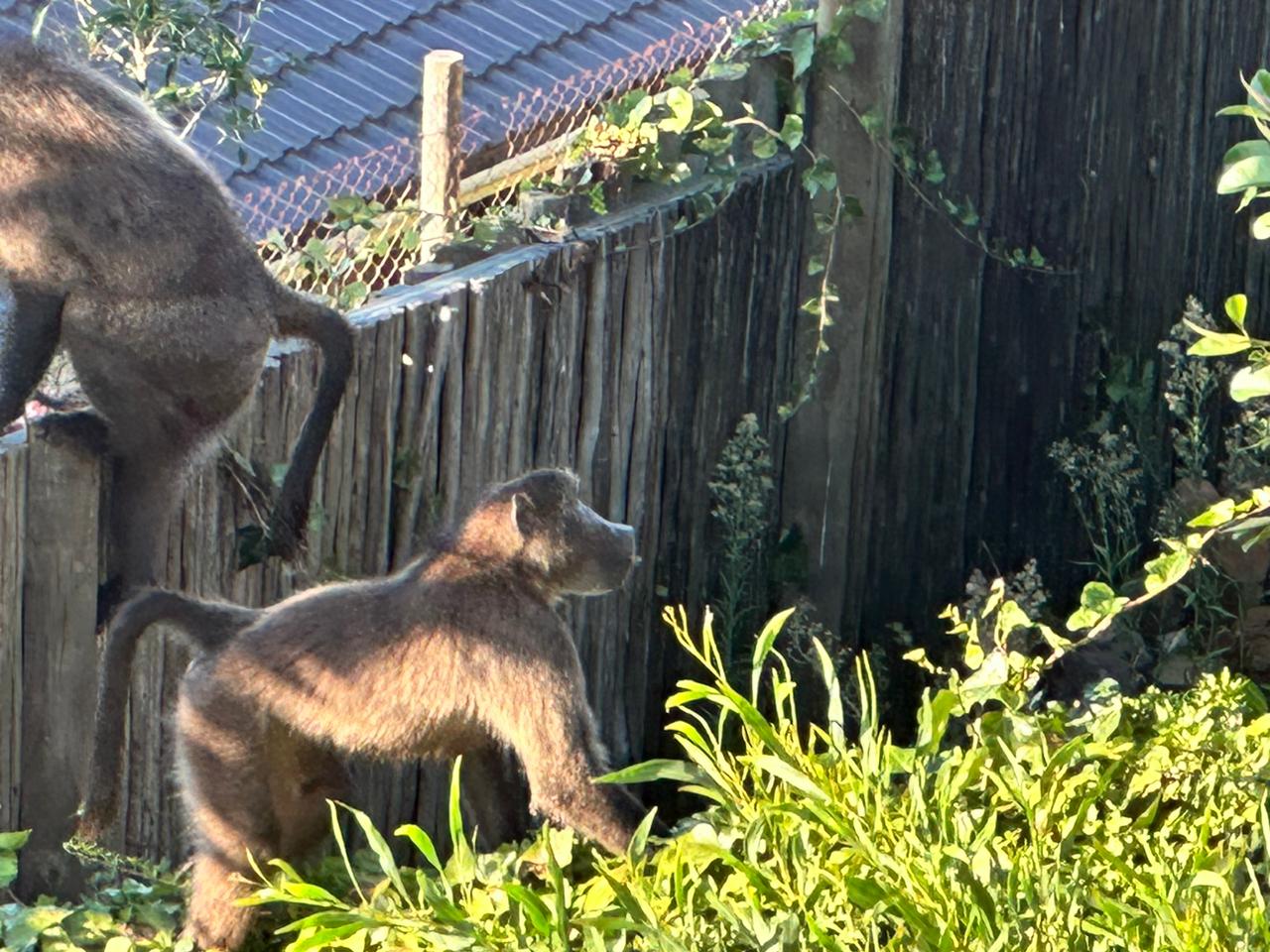 WhatsApp Image 2024-03-22 at 08.01.47